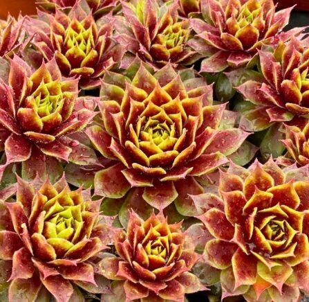 Saulrietenis 'Gold Crown'